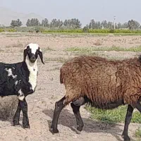 2میش بره نر 2بره ماده 4تا باهم  جفت66اسفدن