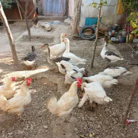 غاز محلی بالغ و جوجه 6 ماهه