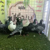 کفتر ،لوازم ،دونه|پرنده|بیرجند, |دیوار