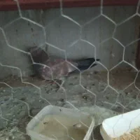 کبوتر کله ای|پرنده|ایذه, |دیوار