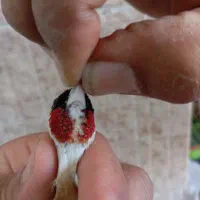 سهره چونه سفید باز