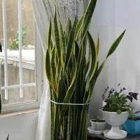 گل سانسوریا