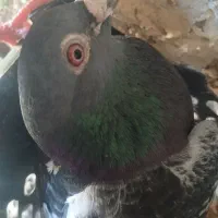 کبوتر پلاکی