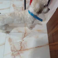 سگ (پت) نر و ماده شیتزو تریرفروش هم تکی هم باهم|سگ|آمل, |دیوار