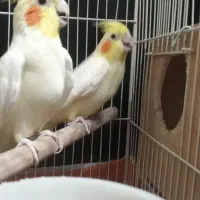 جفت طوطی عروس مولد با دو تا جوجه|پرنده|قائمشهر, |دیوار