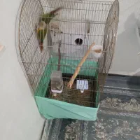 جفت گرین چیک|پرنده|قائن, |دیوار