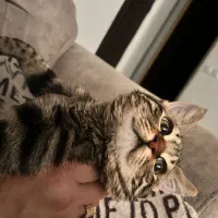 گربه خونگی شیراز و صدرا|گربه|صدرا-فارس, فاز ۱|دیوار