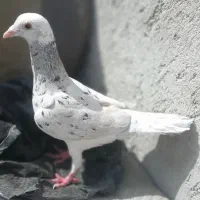 کبوتر پلنگ سار