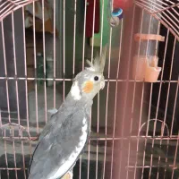 فروش عروس هلندی|پرنده|بندرعباس, |دیوار