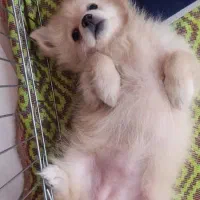 واگذاری پامر