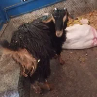 فروش گوسفند و بزغاله ماده|حیوانات مزرعه|روانسر, |دیوار