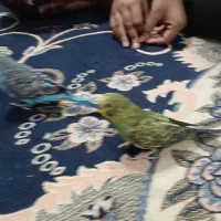 مرغ عشق|پرنده|خرمشهر, |دیوار