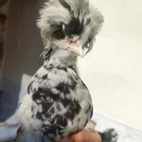 جوجه نیمچه، ریشو ،کاکلی و پا پر|حیوانات مزرعه|گلپایگان, |دیوار