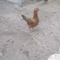 مرغ وخروس لاری