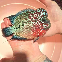 کینگ کامفا مولتی کالر نمایشی