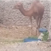 شتر ماده سالم