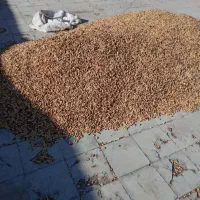 خرید پسته پوک و روابی