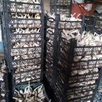 سیر خشک