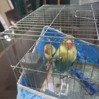 طوطی برزیلی|پرنده|خرمشهر, |دیوار