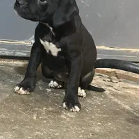 فروش توله پیتبول