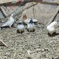 ۶ عدد کبوتر گشتی