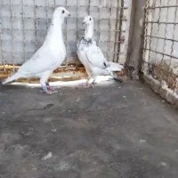 7جفت کفتر یا کبوتر المانی