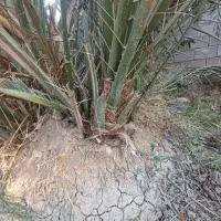 فروش پا جوش نخل برحی آبادان|گل و گیاه طبیعی|رامهرمز, |دیوار