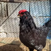 خروس گلین سیاه ریشی چهلتاج. و مرغ طوسی ریشی چهلتاج|حیوانات مزرعه|کاکی, |دیوار