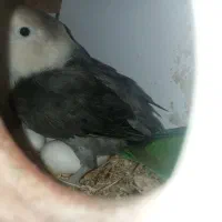 دو جفت طوطی برزیلی تخم جوجه ای یک جفت گرینچک