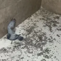کبوتر