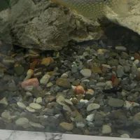 ماهی اکواریومی قیمت مناسب|ماهی|زاهدان, |دیوار