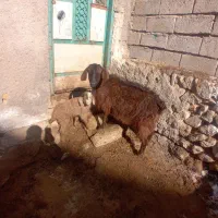 ۱عدد بز جوان  ننه بالا برای  دامازدیق