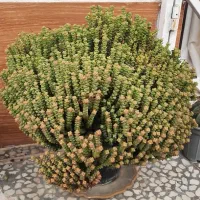 گل زیبا با حجم زیاد