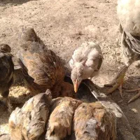 فروش تعدادی بوقلمون و جوجه مرغ محلی|حیوانات مزرعه|کمیجان, |دیوار