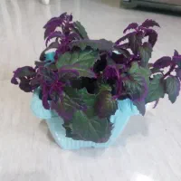 گلهای زیبای اپارتمانی