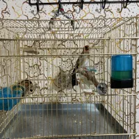 سقا سهره کرمانشاهی|پرنده|کرمان, |دیوار