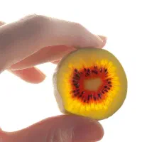 کیوی توسرخ و هایوارد درجه یک