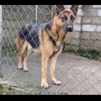 ژرمن شپرد نر