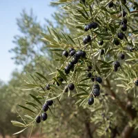 نهال زیتون سیاه با هدیه ویژه خرید