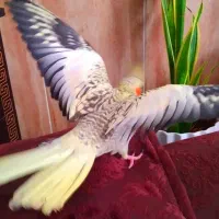 چیکو|پرنده|بروجرد, |دیوار