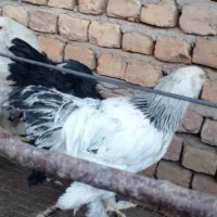تعداد 7  عدد جوجه برهما4 ماهه