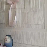 کوتوله برزیلی (Love Bird)