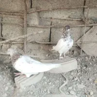 جوفت کله سرخ کلاهی