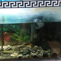 آکواریوم با ماهی