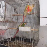 سه جفت گرینچیک مولد رد