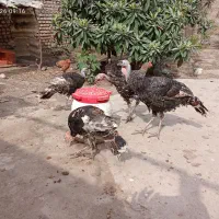 واگذاری تعدادی بوقلمون و..یدونه خروس
