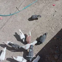 فروشی|پرنده|جیرفت, |دیوار