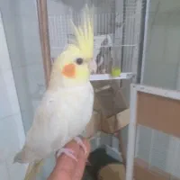 عروس هلندی و قفس