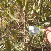 پیش فروش نهال بادام و گردو ژنوتیپ برتر  آغاز شد|خدمات باغبانی و درختکاری|زنجان, |دیوار