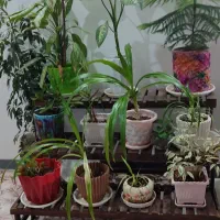 استند گل ب همراه تمامی گل ها
